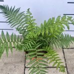 Diksónia antarktická (Dicksonia antarctica) - výška 20-30 cm, Ø 40-60 cm, kont.C5L